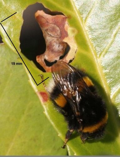 Bombus sp.